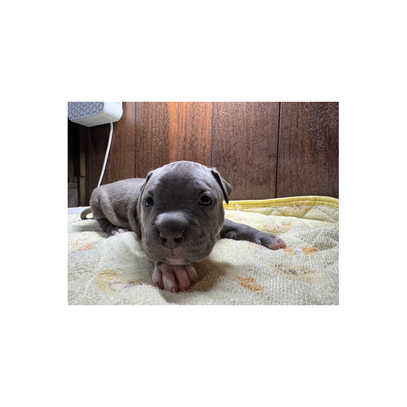 販売中の長崎県のアメリカンブリー-437903の2枚目