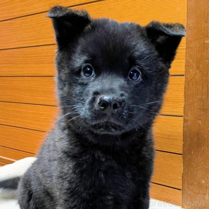 販売中の岡山県の甲斐犬-424238