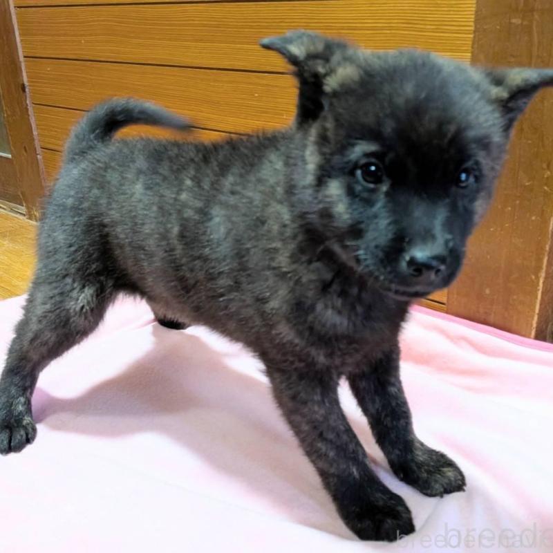 販売中の岡山県の甲斐犬-424873