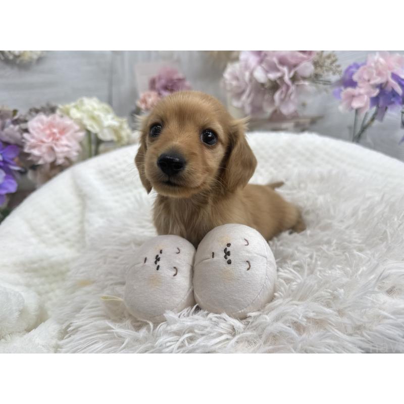 販売中の京都府のミニチュアダックスフンド(ロングヘアード)-437906の1枚目