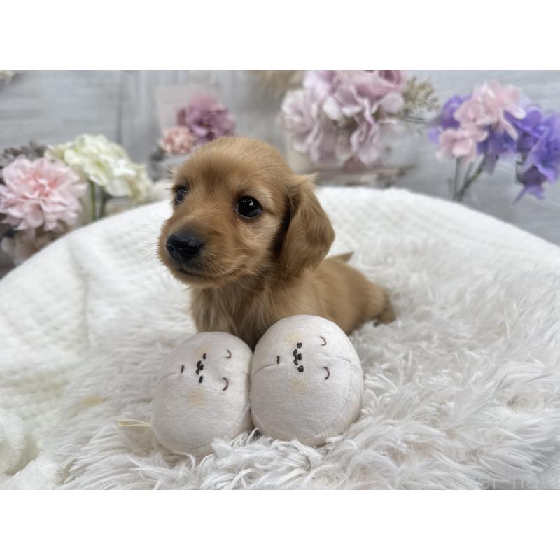 販売中の京都府のミニチュアダックスフンド(ロングヘアード)-437906の6枚目