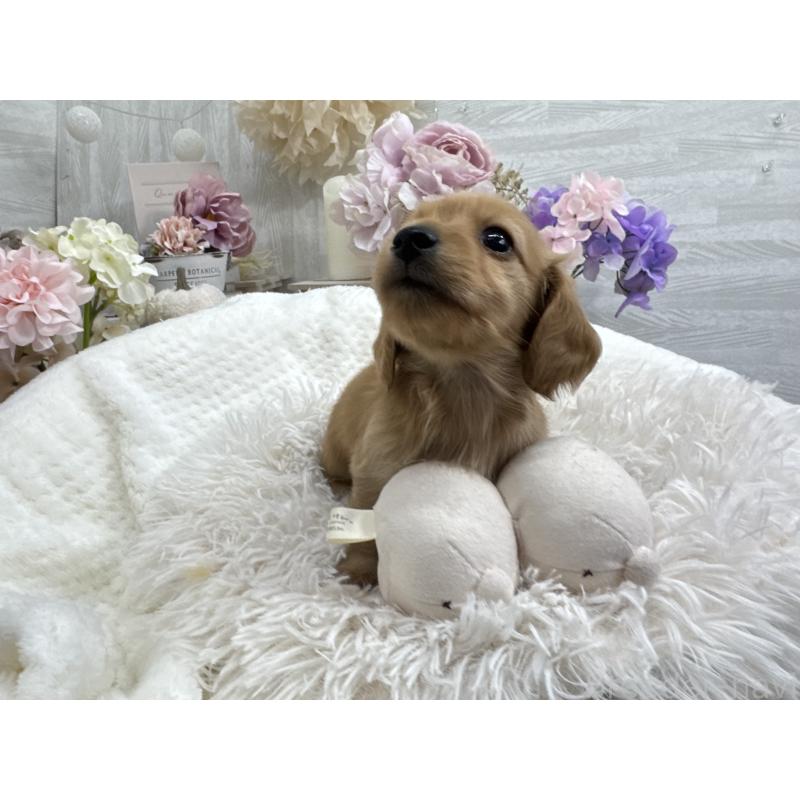 販売中の京都府のミニチュアダックスフンド(ロングヘアード)-437906の5枚目