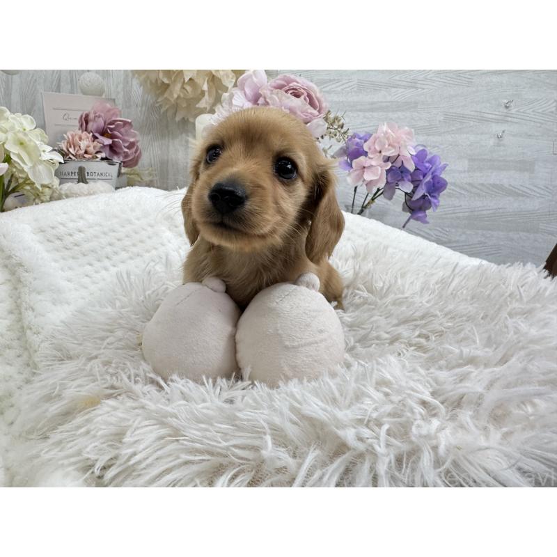 販売中の京都府のミニチュアダックスフンド(ロングヘアード)-437906の4枚目