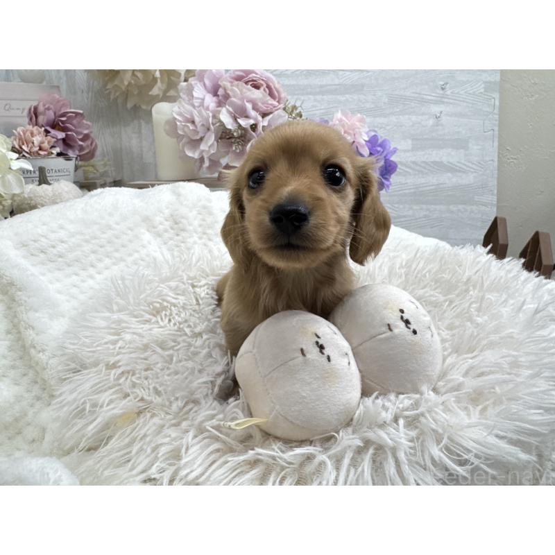 販売中の京都府のミニチュアダックスフンド(ロングヘアード)-437906の3枚目