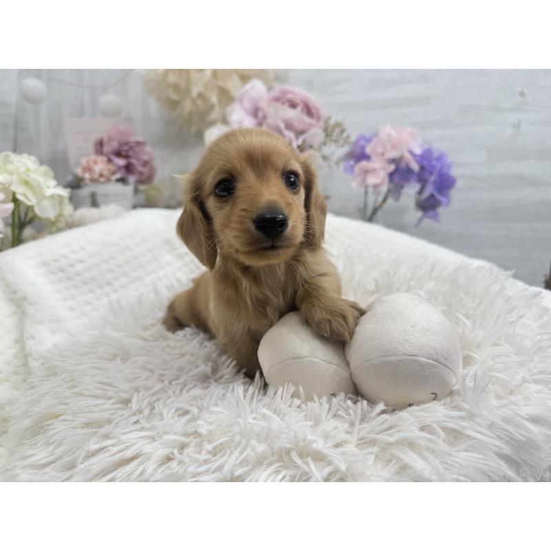 販売中の京都府のミニチュアダックスフンド(ロングヘアード)-437906の2枚目