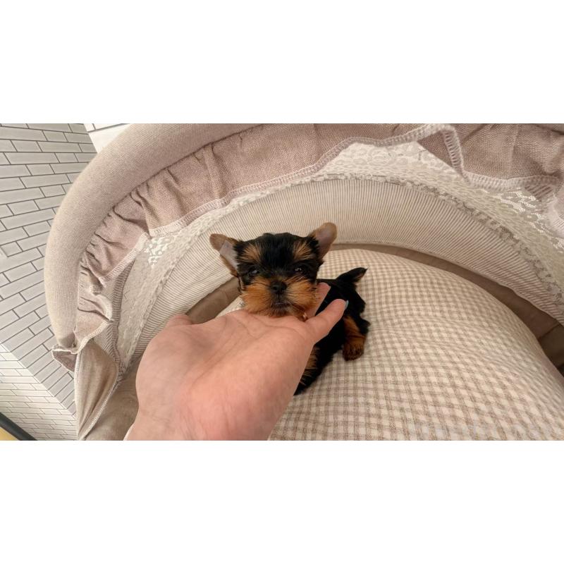 販売中の東京都のヨークシャーテリア-437905の5枚目