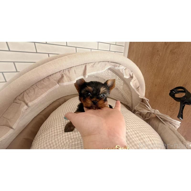 販売中の東京都のヨークシャーテリア-437907の4枚目