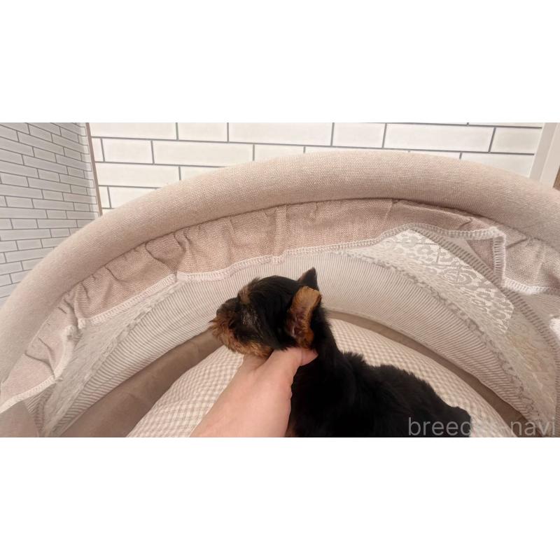 販売中の東京都のヨークシャーテリア-437907の3枚目