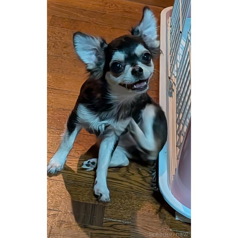 販売中の新潟県のチワワ(ロングコート)-431358の2枚目