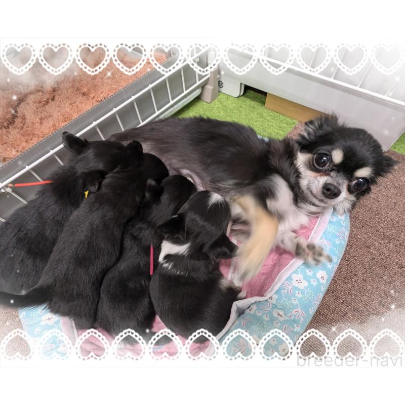 販売中の岐阜県のチワワ(ロングコート)-437910