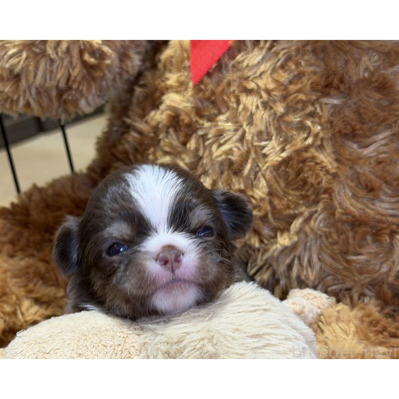 販売中の埼玉県のチワワ(ロングコート)-437911の7枚目