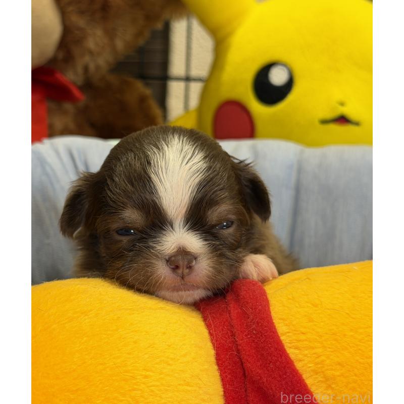 販売中の埼玉県のチワワ(ロングコート)-437911の6枚目