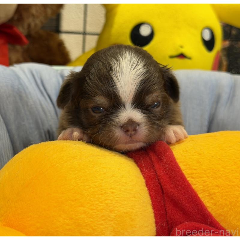 販売中の埼玉県のチワワ(ロングコート)-437911の4枚目