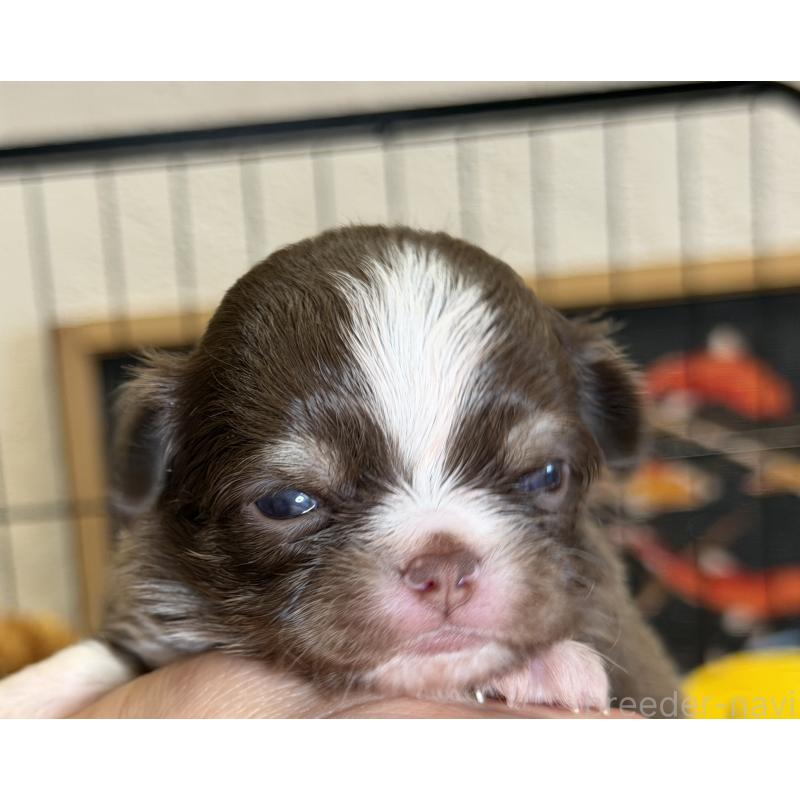 販売中の埼玉県のチワワ(ロングコート)-437911の3枚目