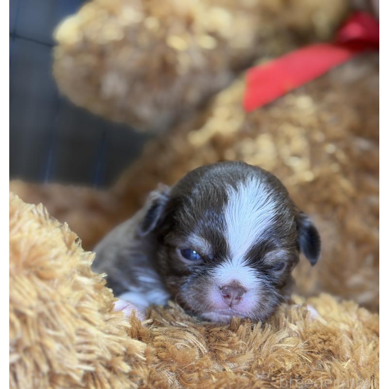 販売中の埼玉県のチワワ(ロングコート)-437911の2枚目