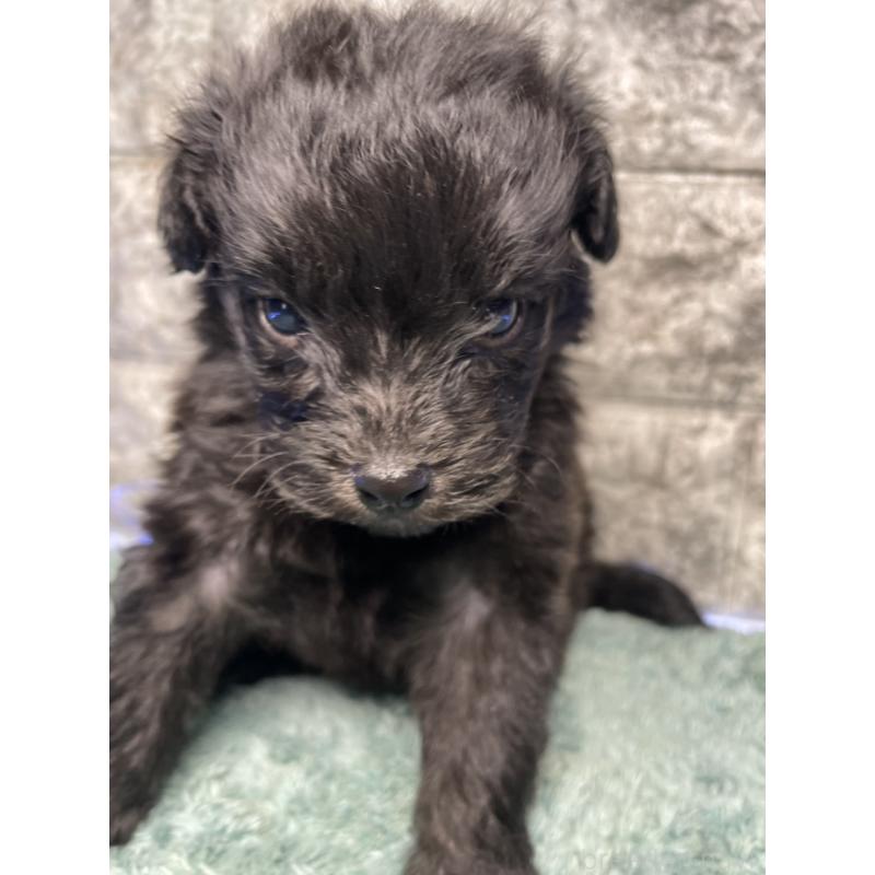 販売中の千葉県のポメプー:ポメラニアン×トイプードル-437914の3枚目