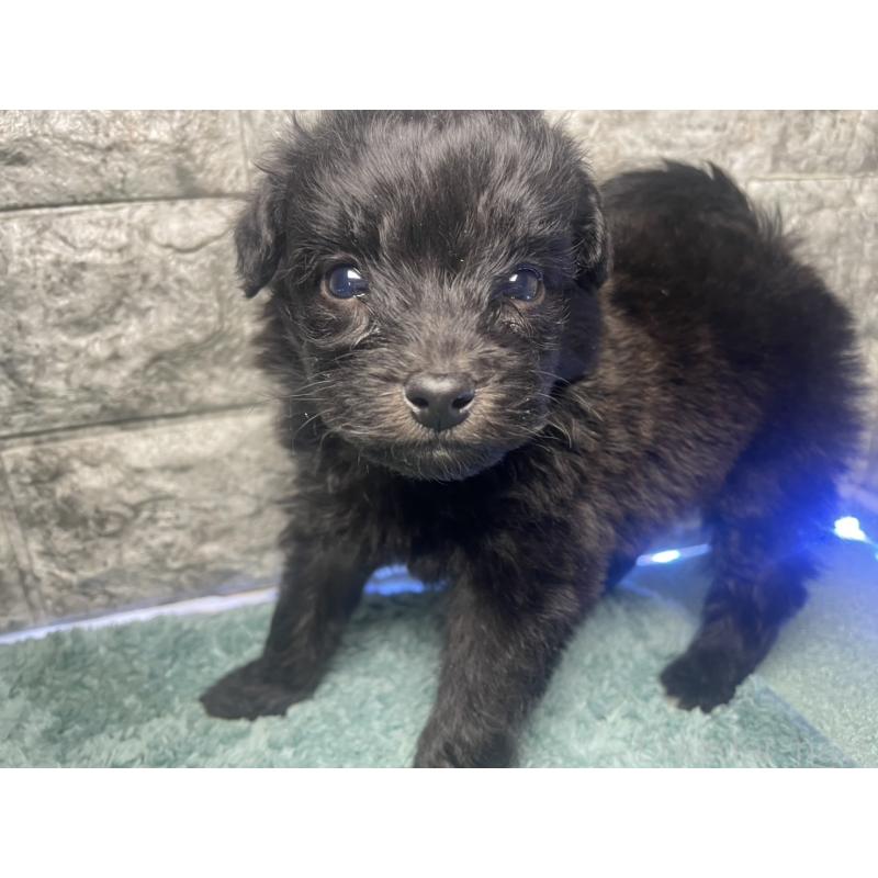 販売中の千葉県のポメプー:ポメラニアン×トイプードル-437914の2枚目