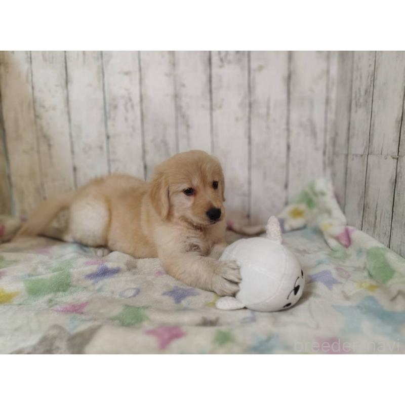 販売中の三重県のゴールデンレトリーバー-437912の5枚目