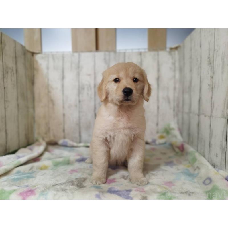 販売中の三重県のゴールデンレトリーバー-437912の4枚目