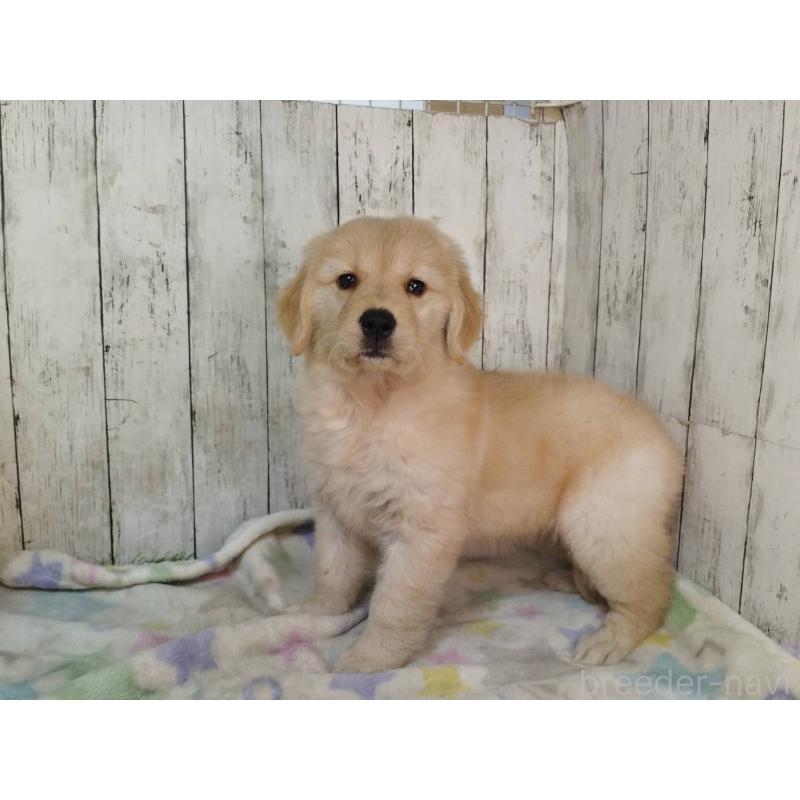 販売中の三重県のゴールデンレトリーバー-437912の3枚目