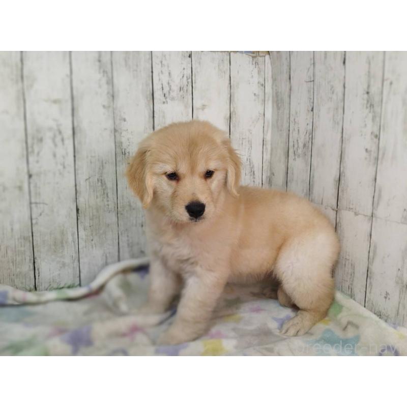 販売中の三重県のゴールデンレトリーバー-437912の2枚目