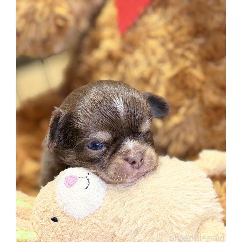 販売中の埼玉県のチワワ(ロングコート)-437915の6枚目