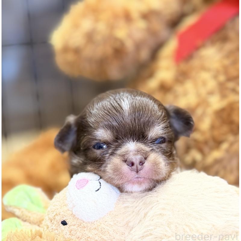 販売中の埼玉県のチワワ(ロングコート)-437915の5枚目