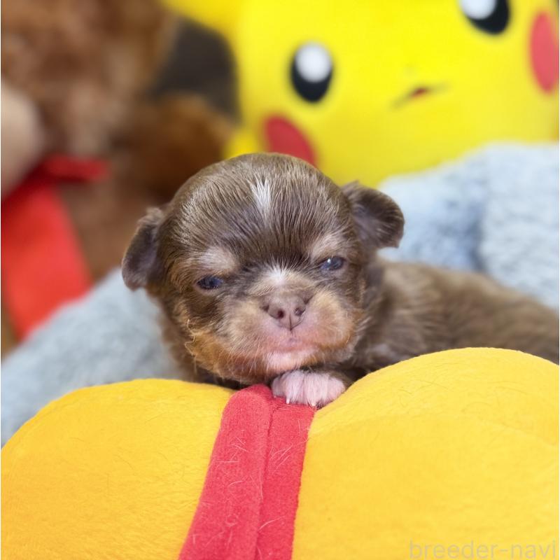 販売中の埼玉県のチワワ(ロングコート)-437915の4枚目