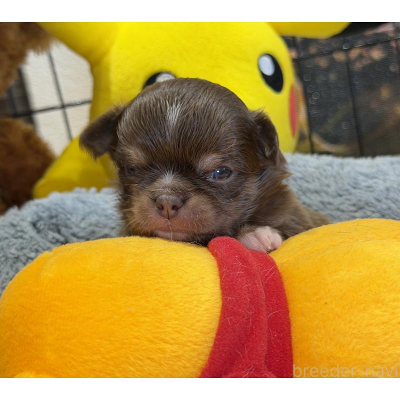 販売中の埼玉県のチワワ(ロングコート)-437915の3枚目