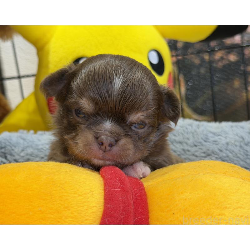 販売中の埼玉県のチワワ(ロングコート)-437915の2枚目