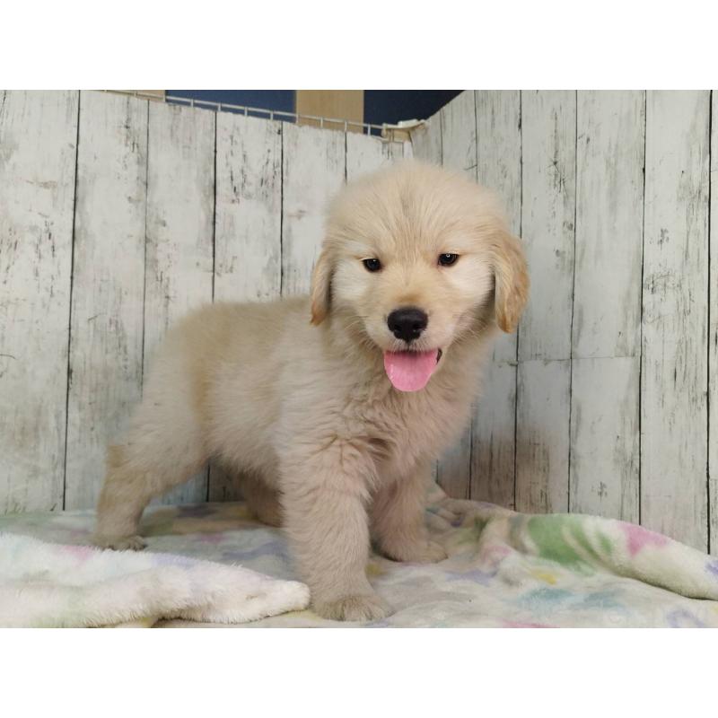 販売中の三重県のゴールデンレトリーバー-437913の5枚目