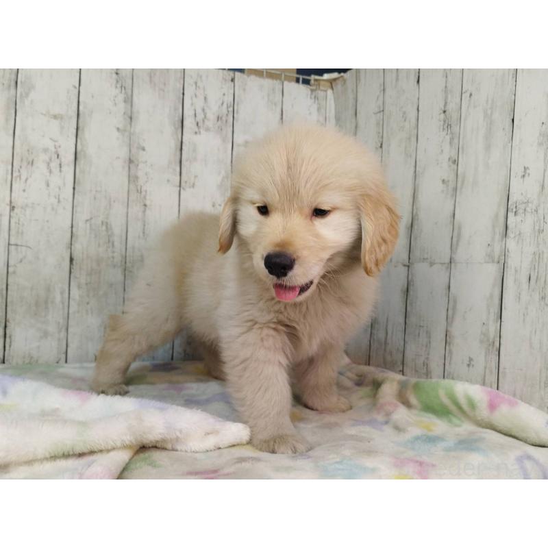 販売中の三重県のゴールデンレトリーバー-437913の4枚目