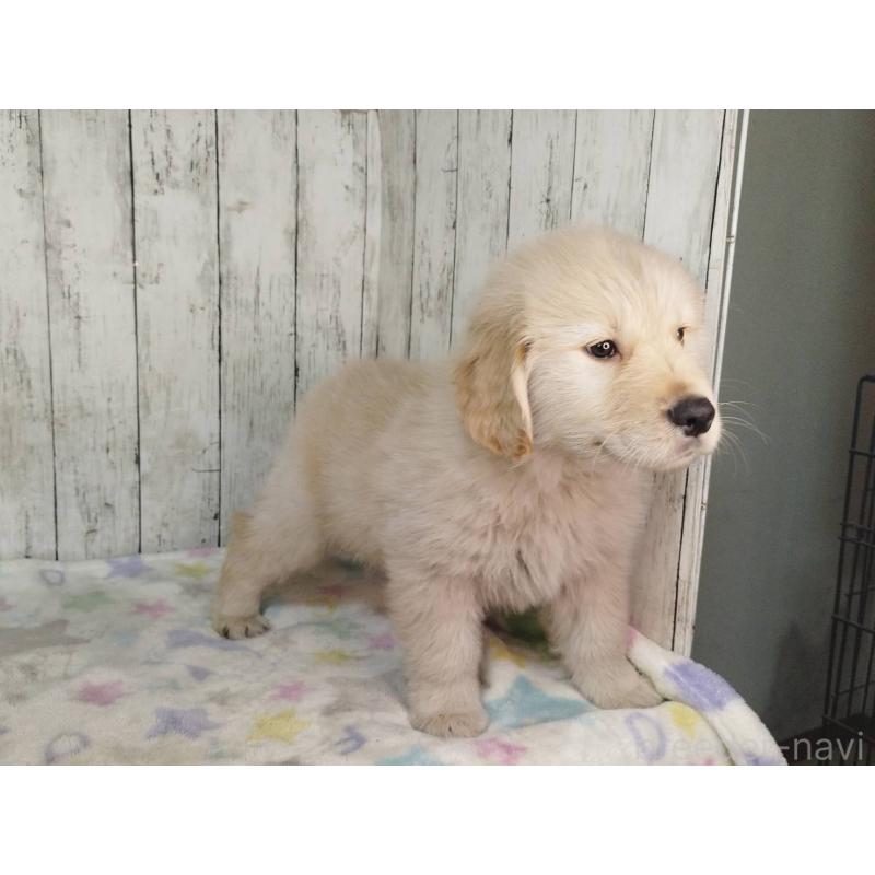 販売中の三重県のゴールデンレトリーバー-437913の3枚目