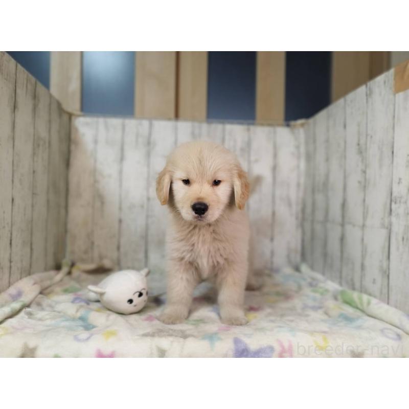 販売中の三重県のゴールデンレトリーバー-437913の2枚目