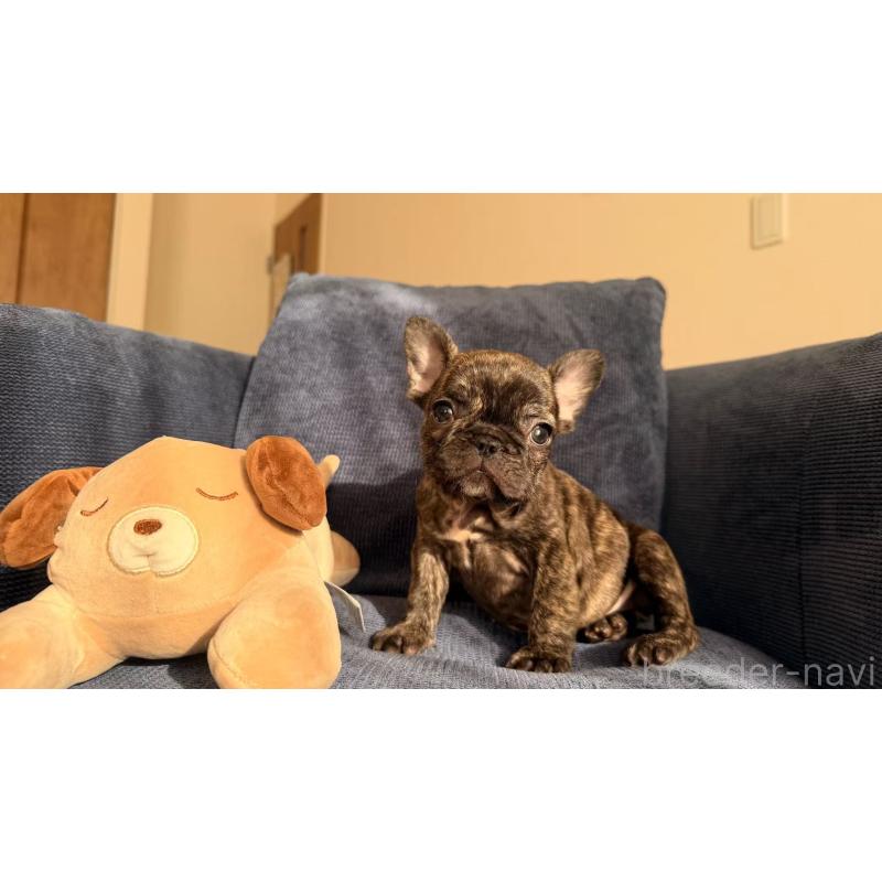 販売中の東京都のフレンチブルドッグ-437917の7枚目