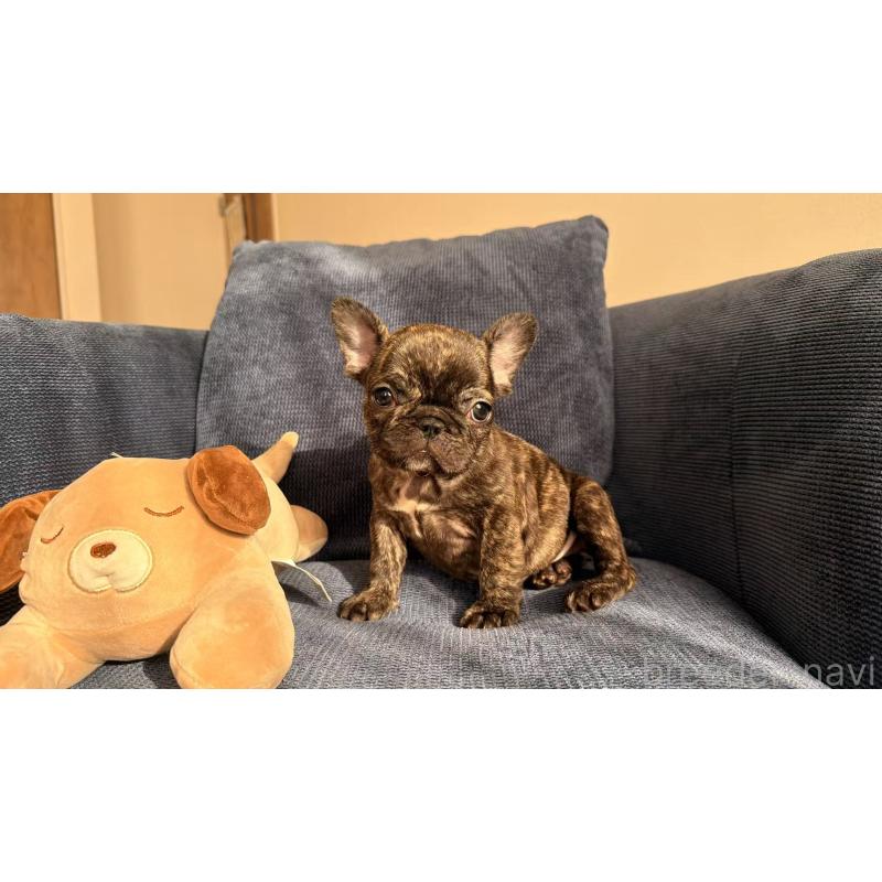 販売中の東京都のフレンチブルドッグ-437917の6枚目