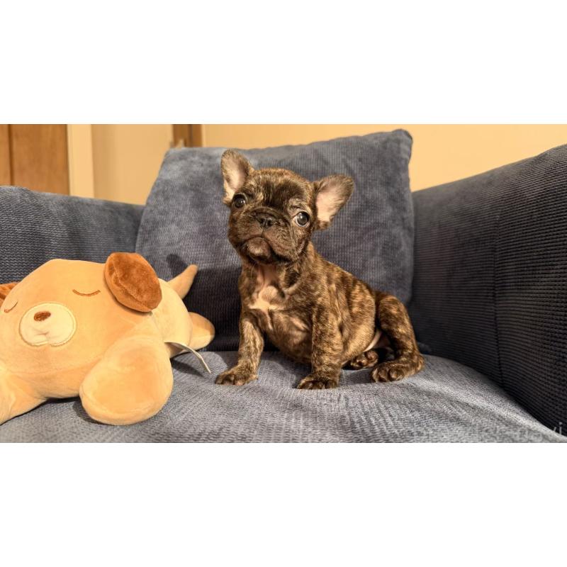 販売中の東京都のフレンチブルドッグ-437917の4枚目