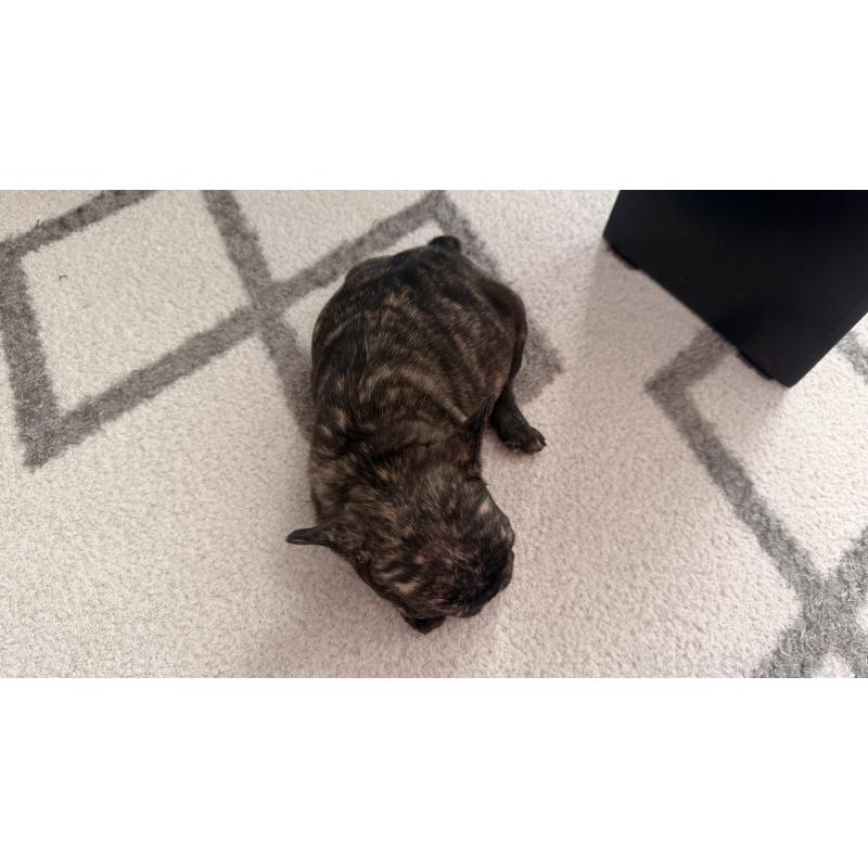 販売中の東京都のフレンチブルドッグ-437917の3枚目