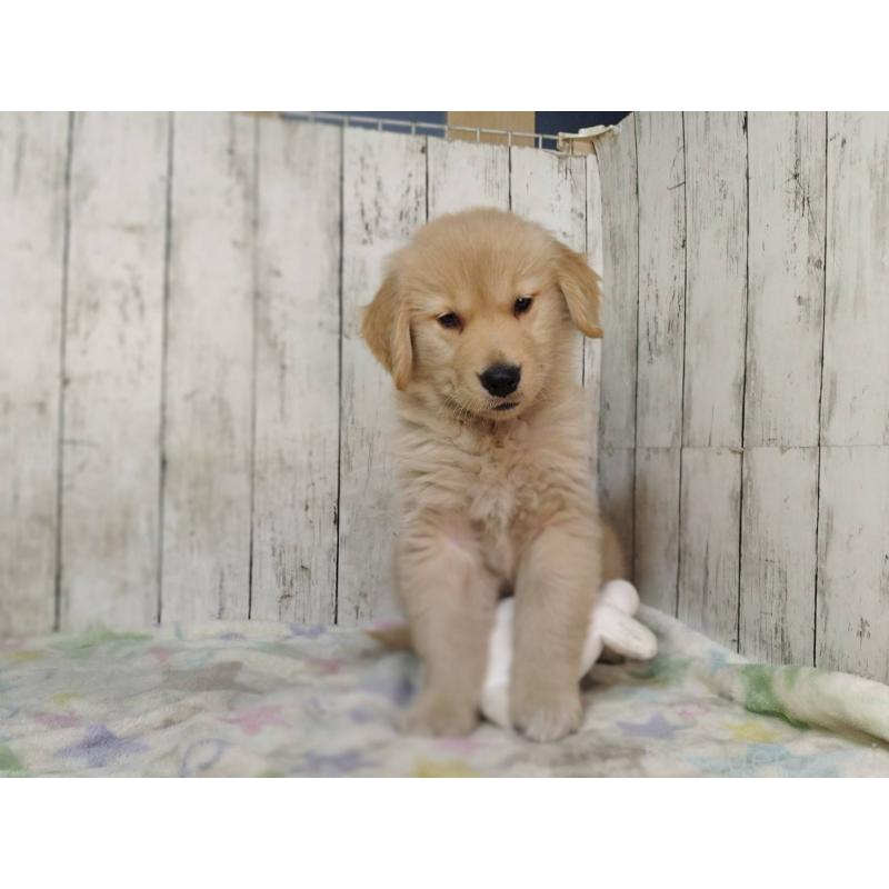 販売中の三重県のゴールデンレトリーバー-437916の5枚目