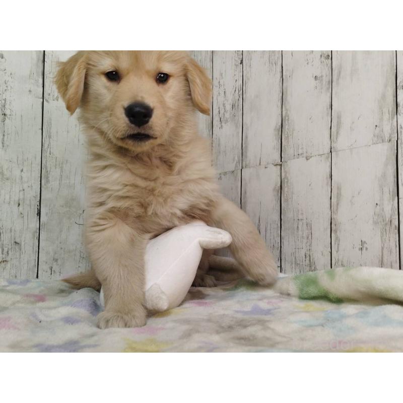 販売中の三重県のゴールデンレトリーバー-437916の4枚目