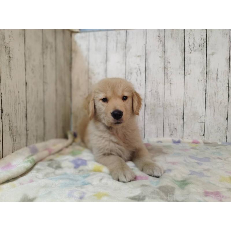 販売中の三重県のゴールデンレトリーバー-437916の3枚目