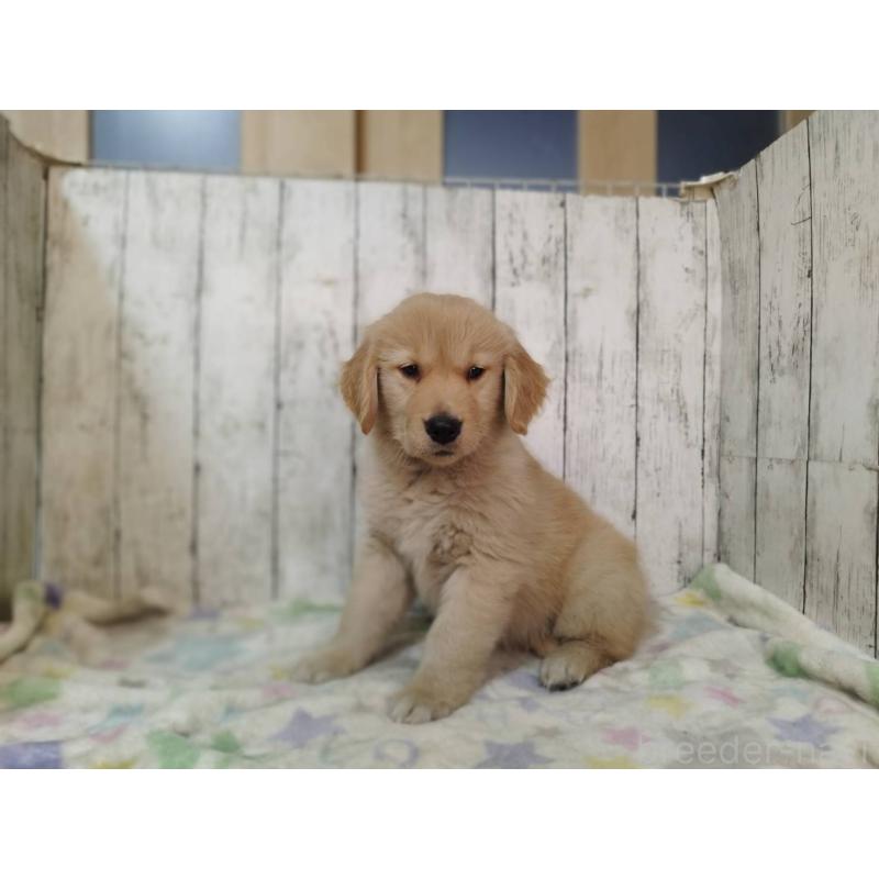 販売中の三重県のゴールデンレトリーバー-437916の2枚目