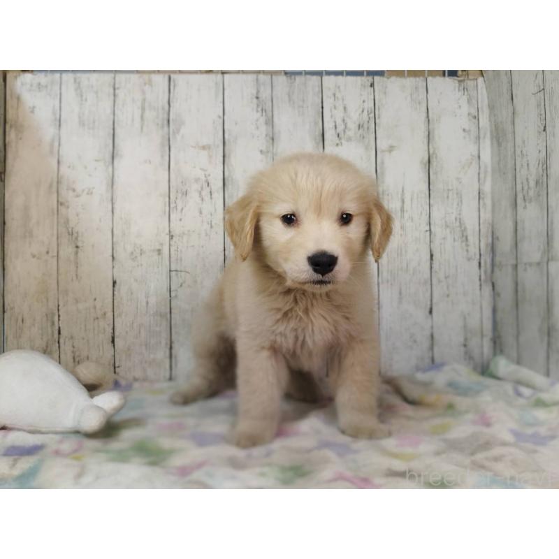 販売中の三重県のゴールデンレトリーバー-437918の4枚目