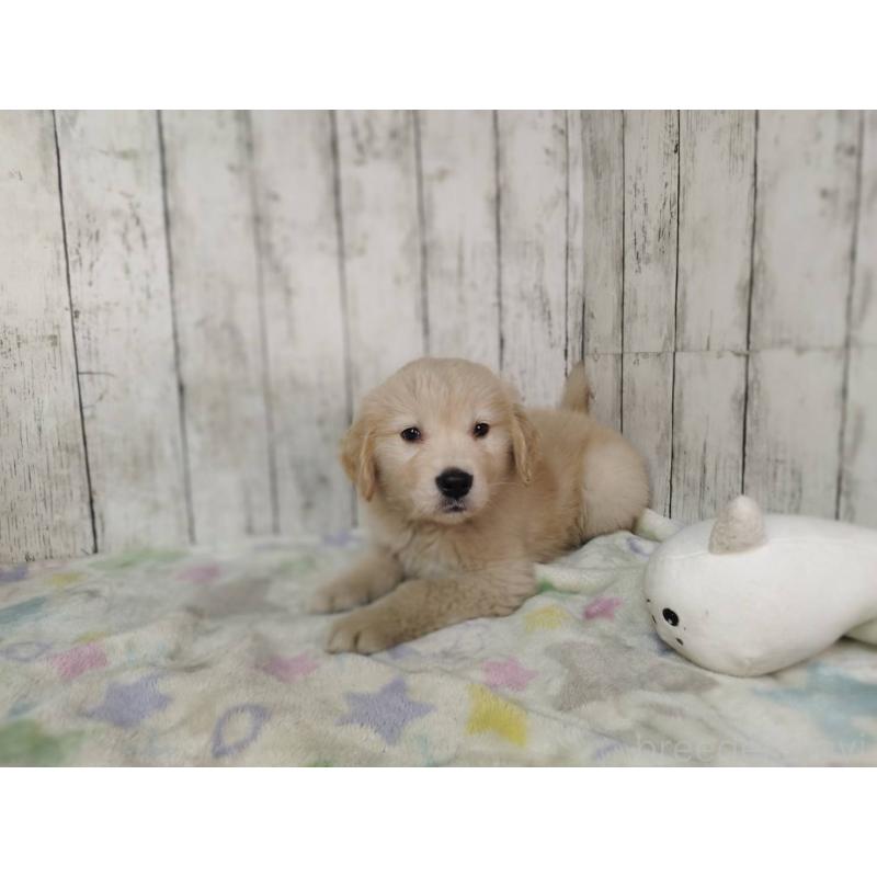 販売中の三重県のゴールデンレトリーバー-437918の2枚目