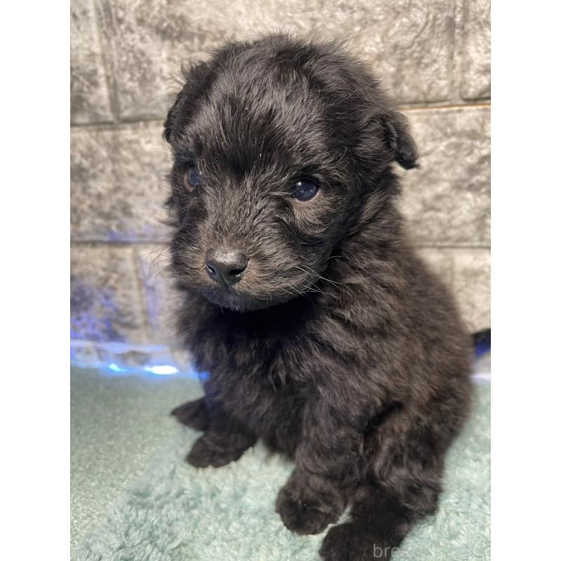 販売中の千葉県のポメプー:ポメラニアン×トイプードル-437919の2枚目