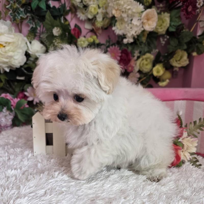 商談中の大阪府のマルプー:マルチーズ×トイプードル-437921の5枚目