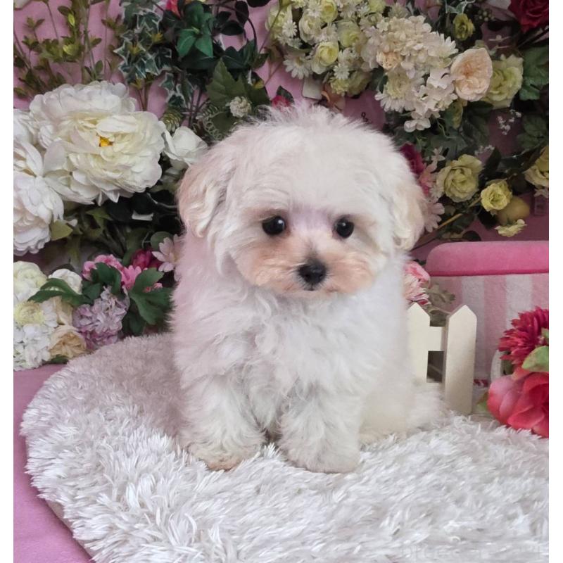 商談中の大阪府のマルプー:マルチーズ×トイプードル-437921の4枚目