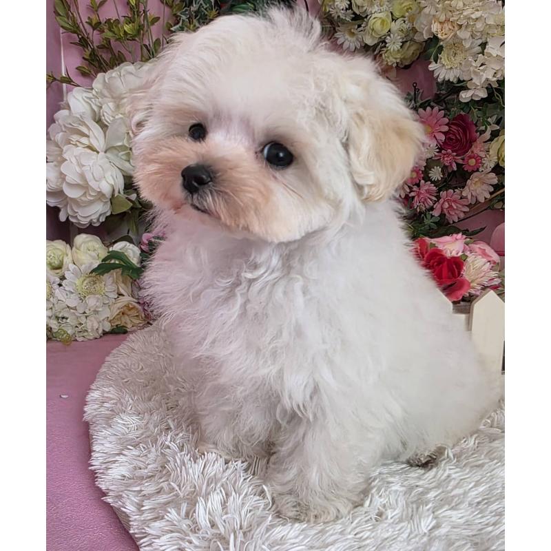 商談中の大阪府のマルプー:マルチーズ×トイプードル-437921の2枚目