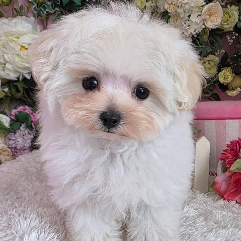 商談中の大阪府のマルプー:マルチーズ×トイプードル-437921の1枚目