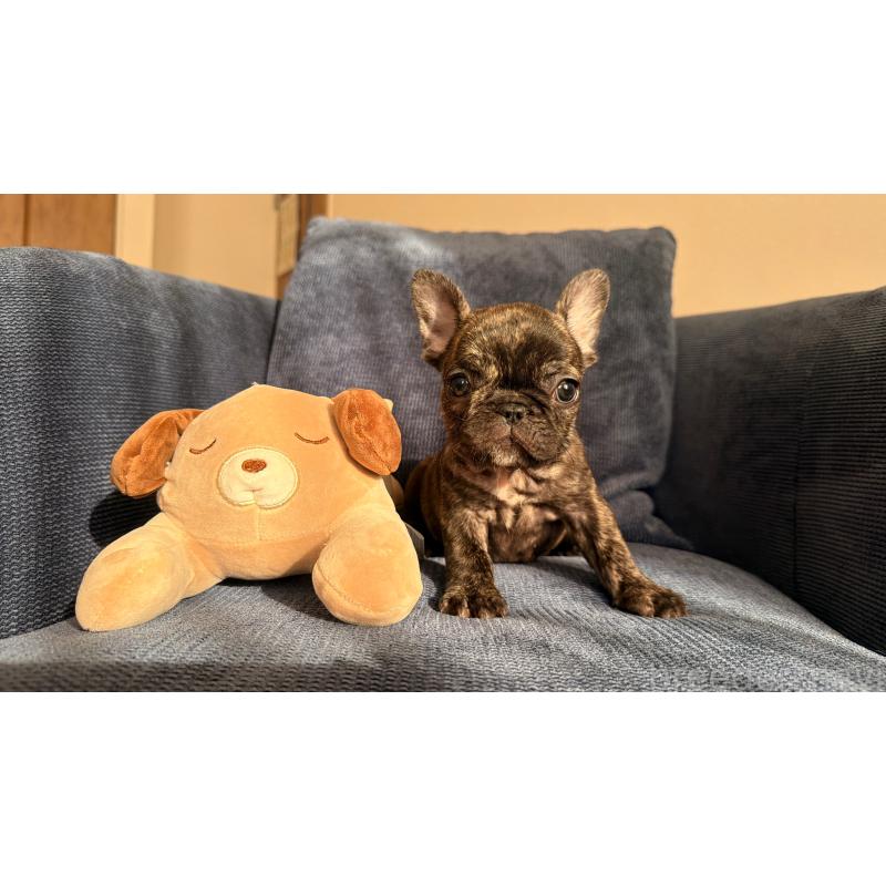 販売中の東京都のフレンチブルドッグ-437917の2枚目